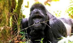 Gorilla Uganda Safari